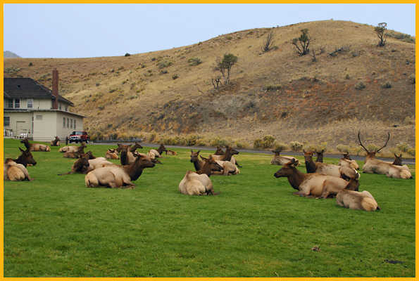 Elk on Lawn