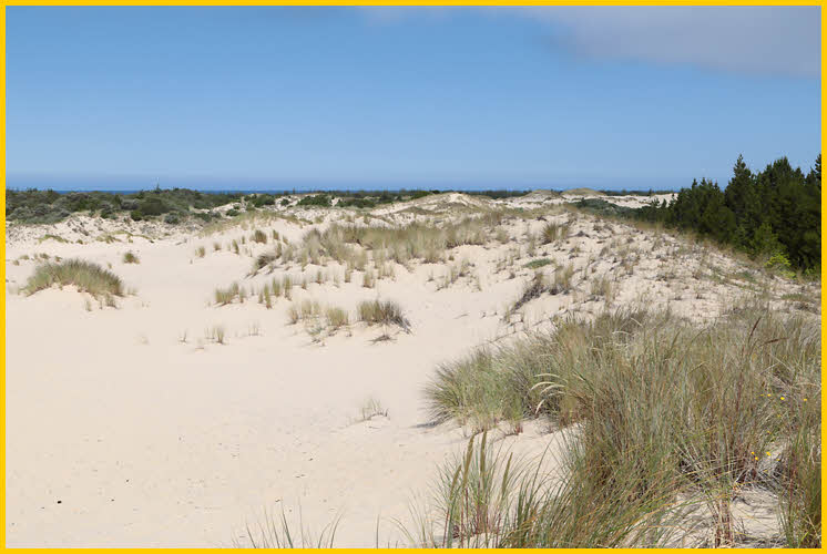 Oregon Sand Dunes