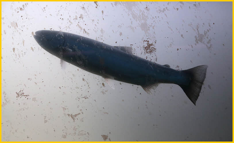 Sockeye Salmon in Fish Ladder