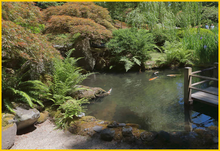 Pond with Koi