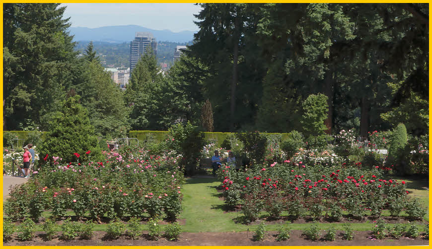Rose Garden
