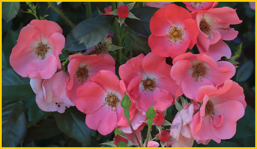 Pink Wild Roses