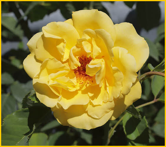 Yellow Rose
