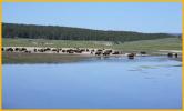 Buffalo Herd