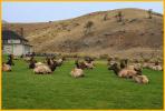 Elk on Lawn