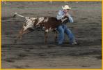 Steer Wrestling