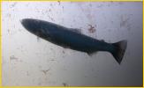 Sockeye Salmon in Fish Ladder