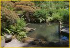 Pond with Koi