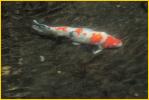 Koi