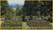 Rose Garden