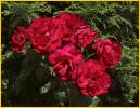 Red Roses
