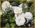 White Roses