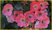Pink Wild Roses