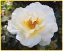 White Rose