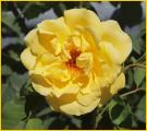 Yellow Rose