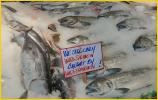 Wild Salmon
