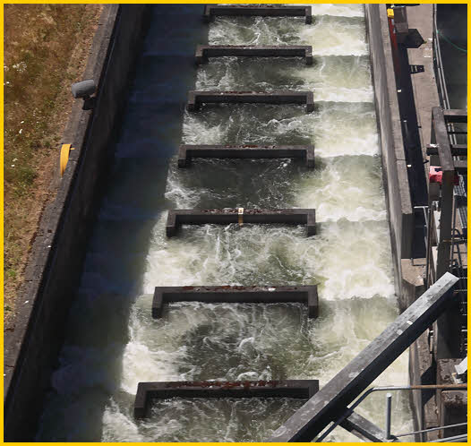 Fish Ladder