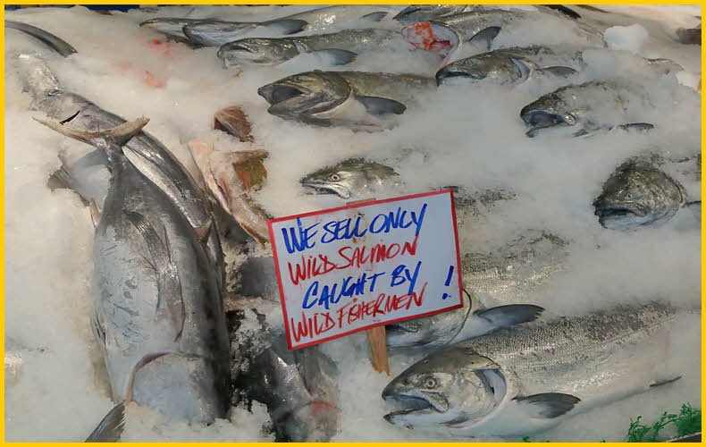 Wild Salmon