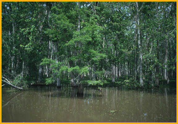 Bayou