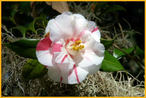 White and Pink Camellia