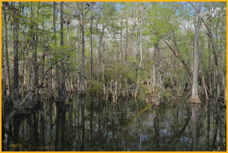 Big Cypress Swamp
