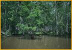 Bayou