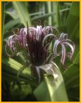 Milk and Wine Lily