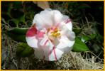 White and Pink Camellia