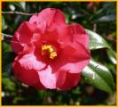 Red Camellia