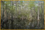 Big Cypress Swamp