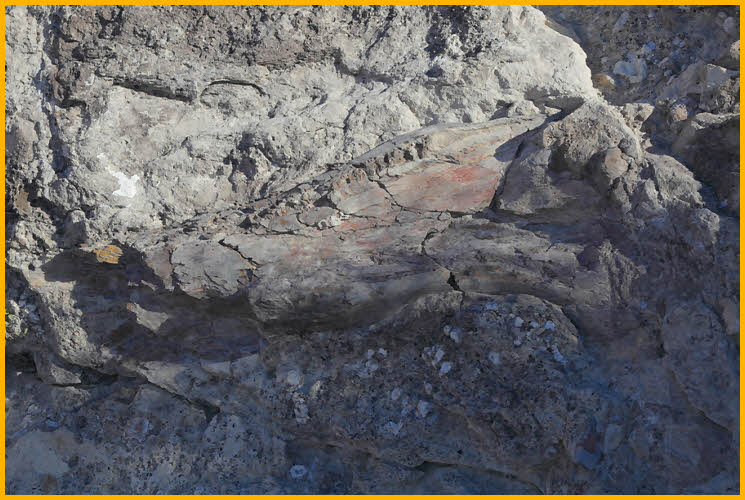 Dinosaur Fossil in Ground