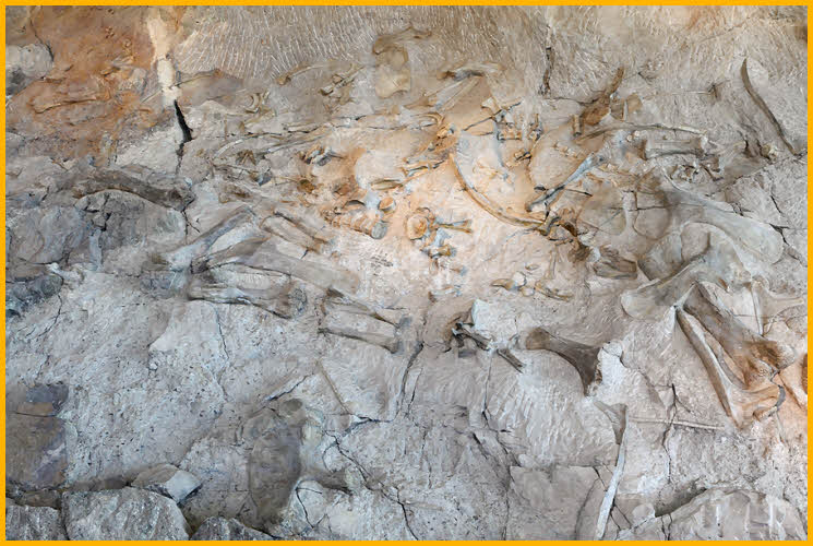 Dinosaur Fossils