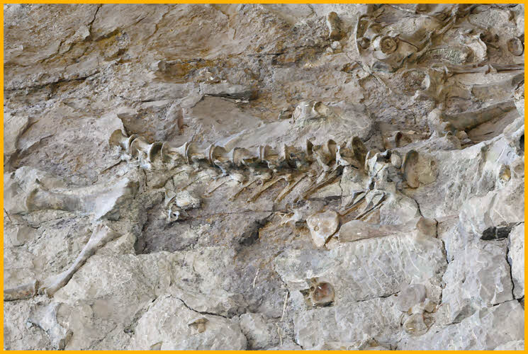 Dinosaur Fossils