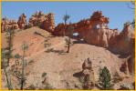 Foo Dog - Dragon Hoodoo