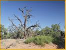 Twisted Tree