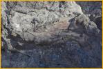 Dinosaur Fossil in Ground