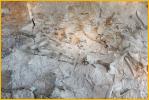 Dinosaur Fossils