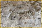 Dinosaur Fossils