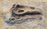 Dinosaur Fossil
