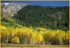 Aspen Gold