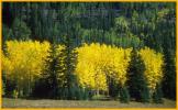 Aspen Gold
