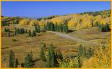 Yellow Aspen