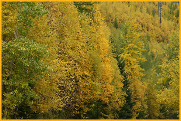 Aspen