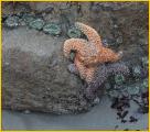 Orange Starfish