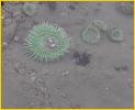 Sea Anemone