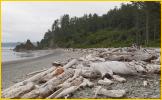 Drift Wood
