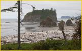 Drift Wood and Sea Stacks
