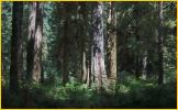 Large Trees