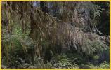 Moss