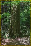 Big Tree